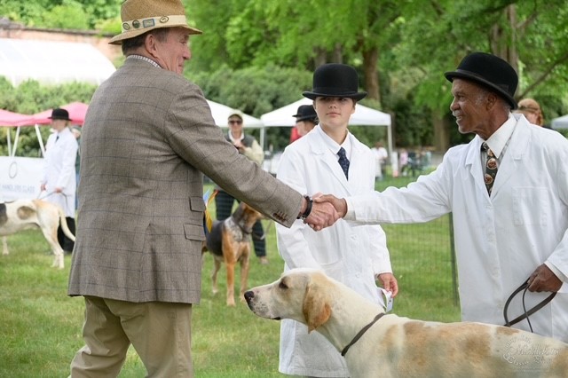 judge and handler shaking hands over hound