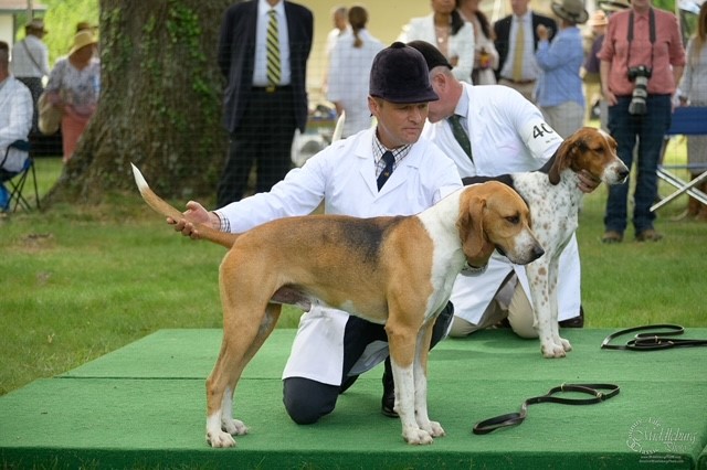 2 hounds standing next to kneeling handlers