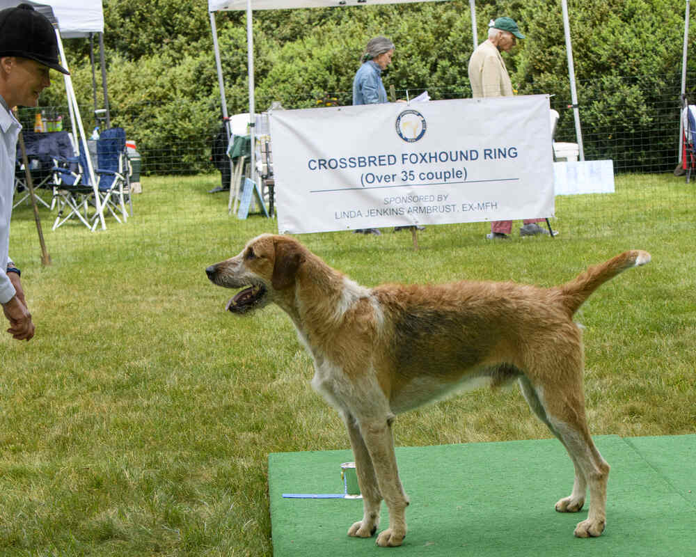 Hound posing on board at show with sponsor banner in background